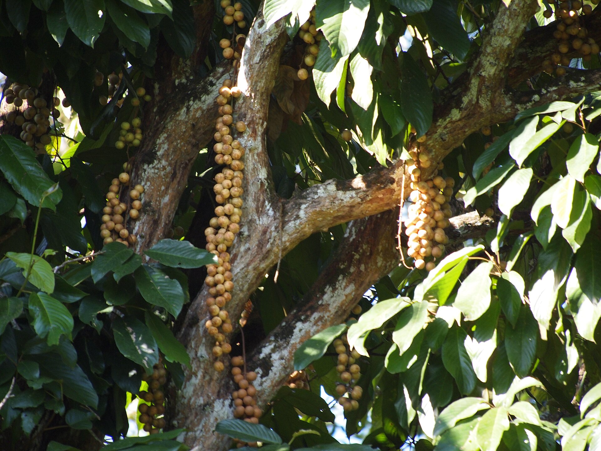 Buah Rambai, Buah Khas Kalimantan yang Jadi Pertanda Akhir Musim Buah | Wikimedia Commons @Tu7uh