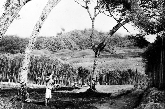 Perkebunan kina di dataran tinggi Jawa pada masa kolonial Belanda, dengan pekerja mengolah kulit kayu di antara barisan pohon dan hamparan kebun di lereng bukit. (Foto: Wereldmuseum Amsterdam)