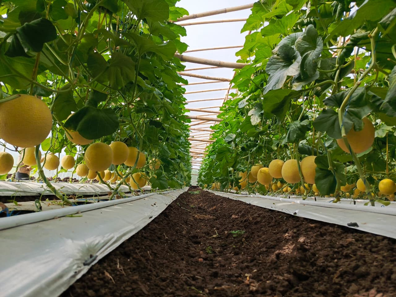 Gambar 1. Ladang Gloria Melon