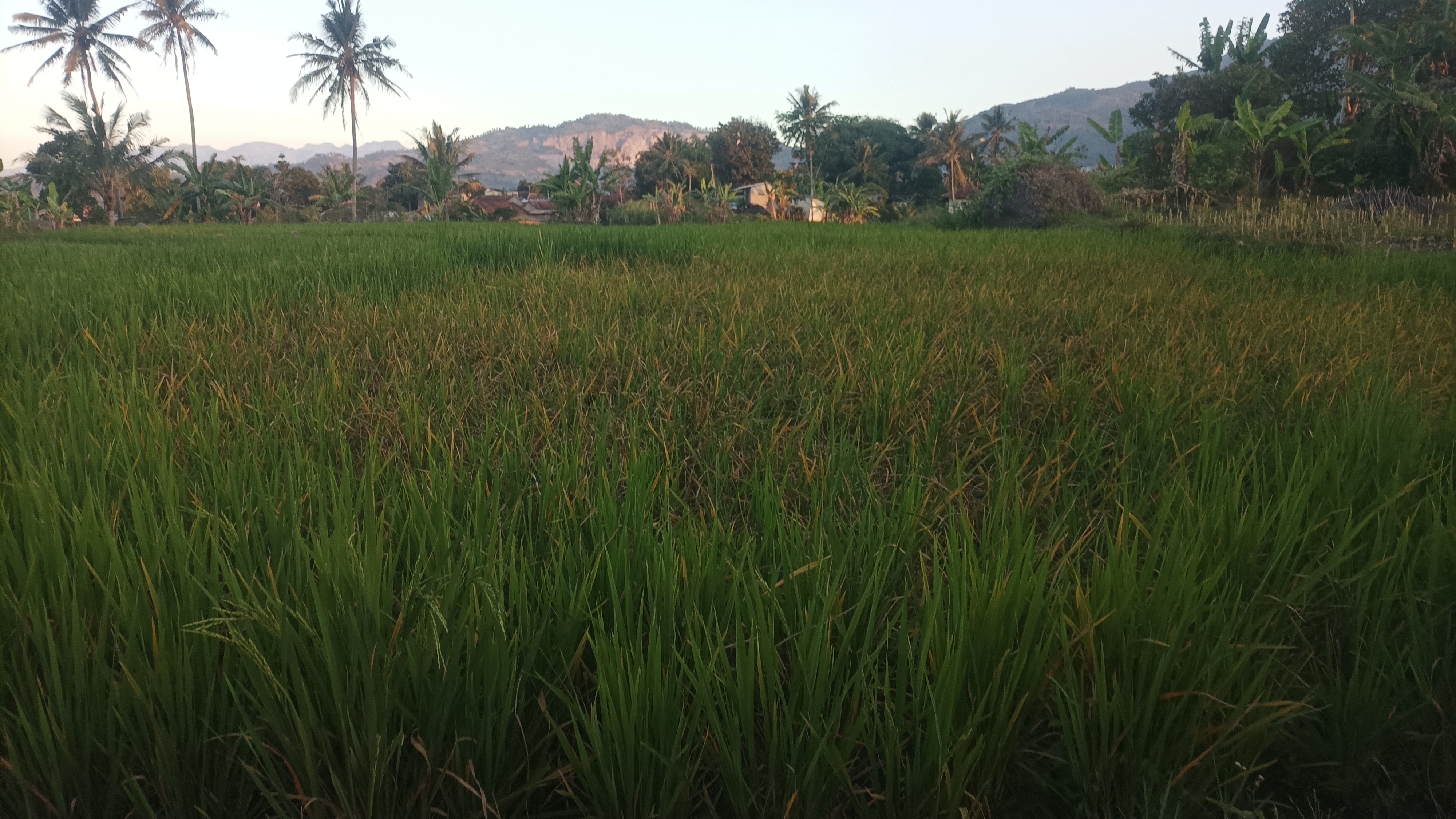Area persawahan kekurangan air di lokasi dekat pembangunan irigasi/Foto : Dok. Pribadi (Agus Kusdinar)