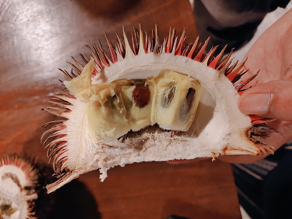 Durian Lahung, Buah Khas Kalimantan Serupa Durian yang Terancam Punah | Wikimedia Commons @MahengNet