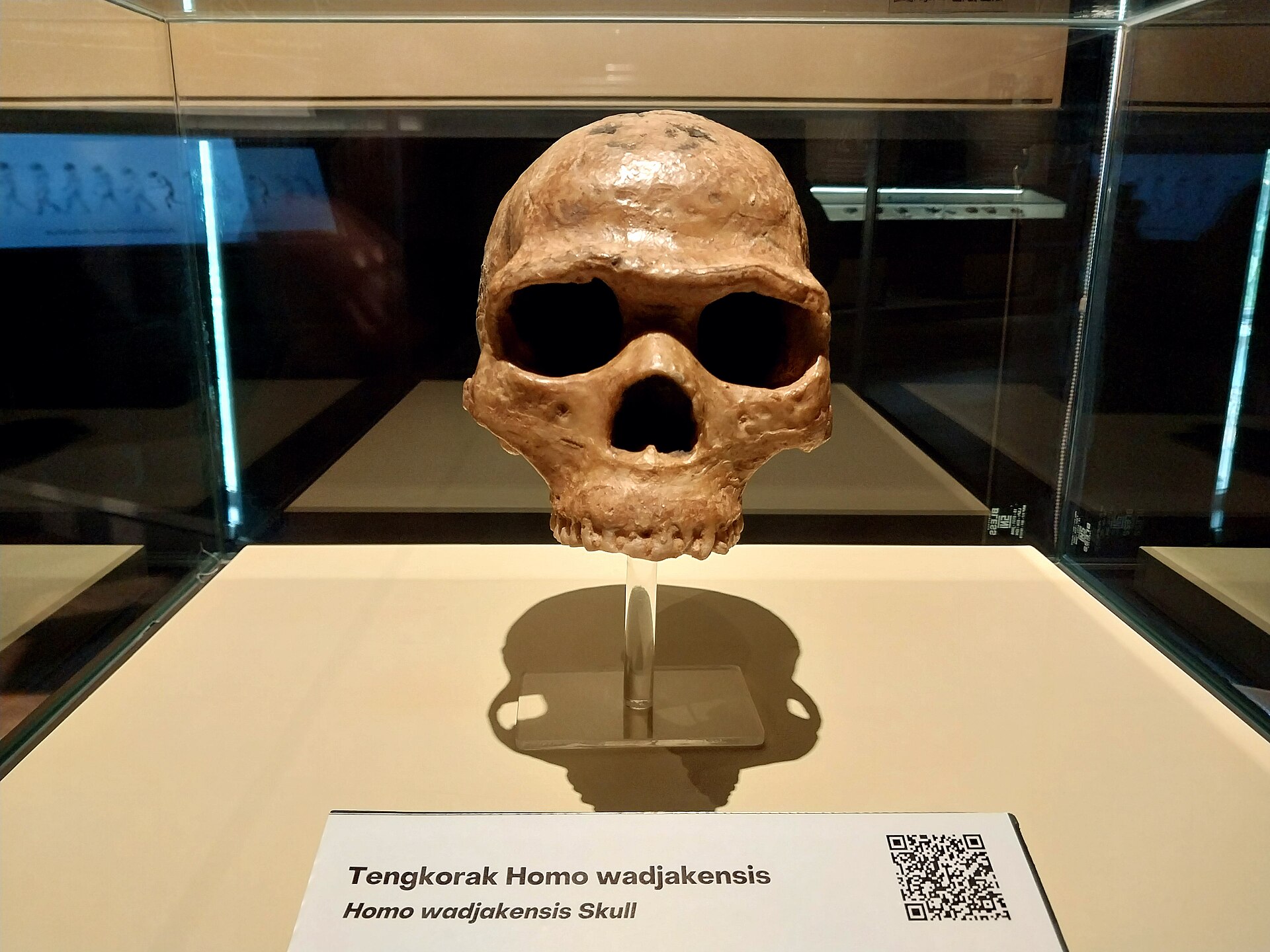 Replika Tengkorak Manusia Purba Homo Wajakensis | Sumber: Wikimedia Commons @Risanprasetyo/Febri Ady Prasetyo