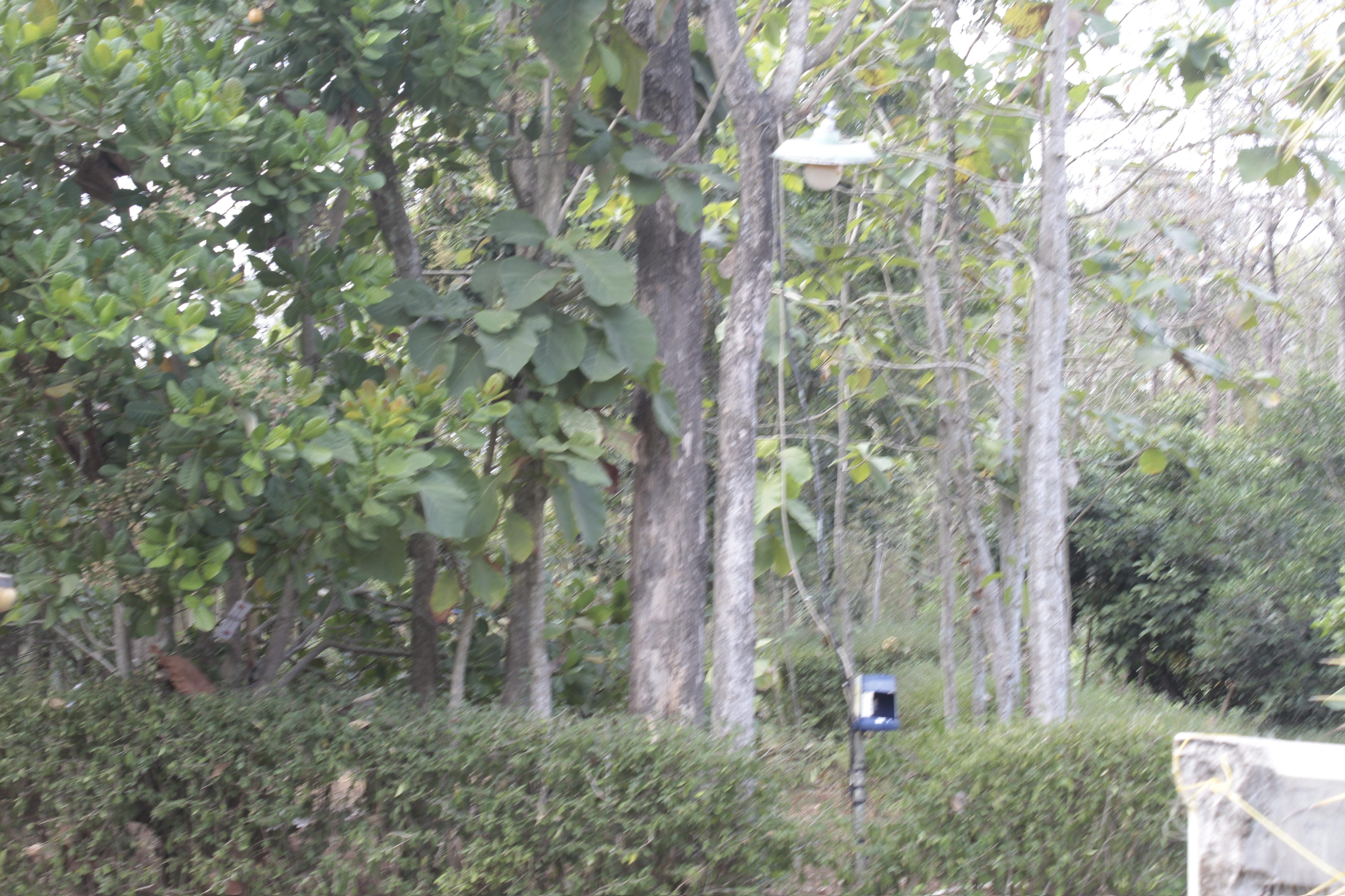 Pekarangan rumah warga