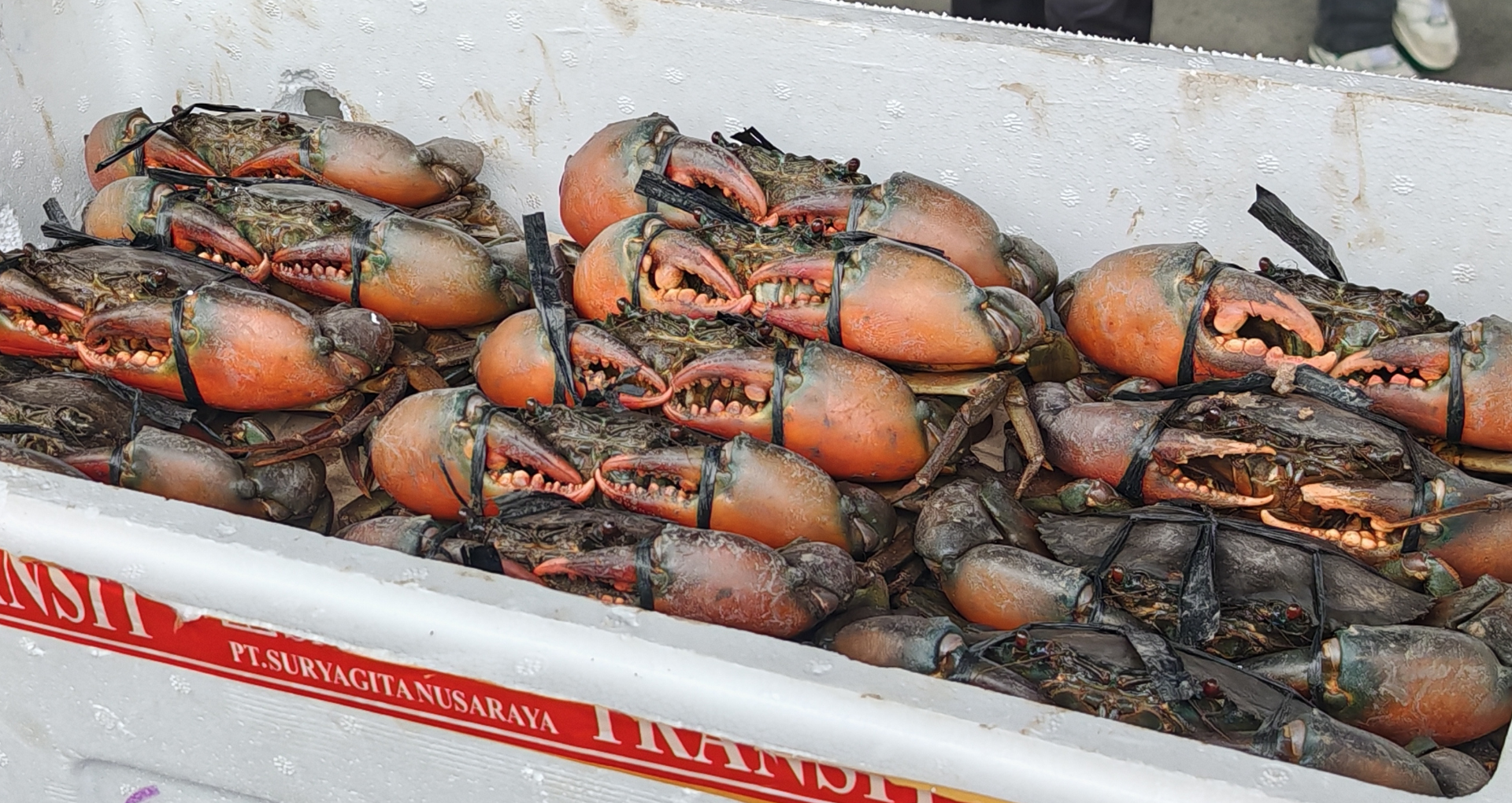 kepiting karaka, kepiting bakau, makanan khas papua tengah