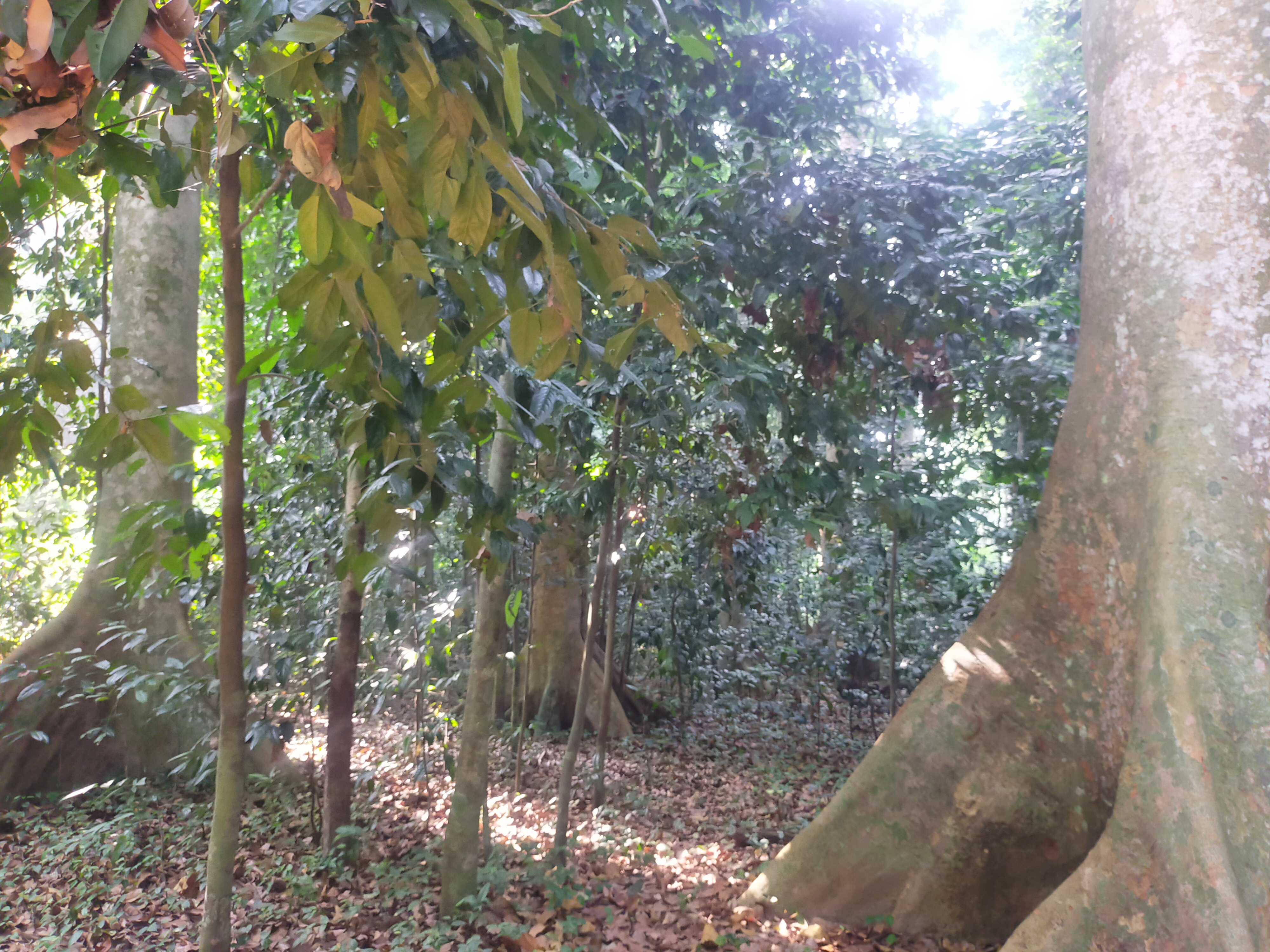 Hutan CIFOR. Foto: Dokumen penulis