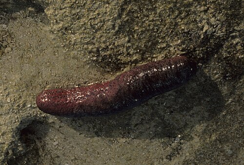 Teripang (sea cucumber) di dasar laut berpasir, hewan yang menjadi komoditas utama yang diburu pelaut Makassar dan Bugis di perairan Australia utara. Teripang kering bernilai tinggi di pasar Tiongkok pada masa Dinasti Qing sebagai bahan pangan mewah dan obat tradisional, dan permintaan inilah yang mendorong ratusan ekspedisi perahu dari Sulawesi Selatan ke Marege' dan Kayu Jawa selama lebih dari dua abad. Foto: Dr. Dwayne Meadows, NOAA/NMFS/OPR (Domain Publik).
