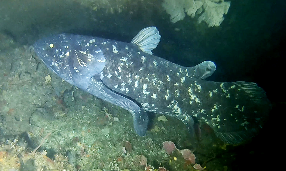 Individu Coelacanth di Indonesia