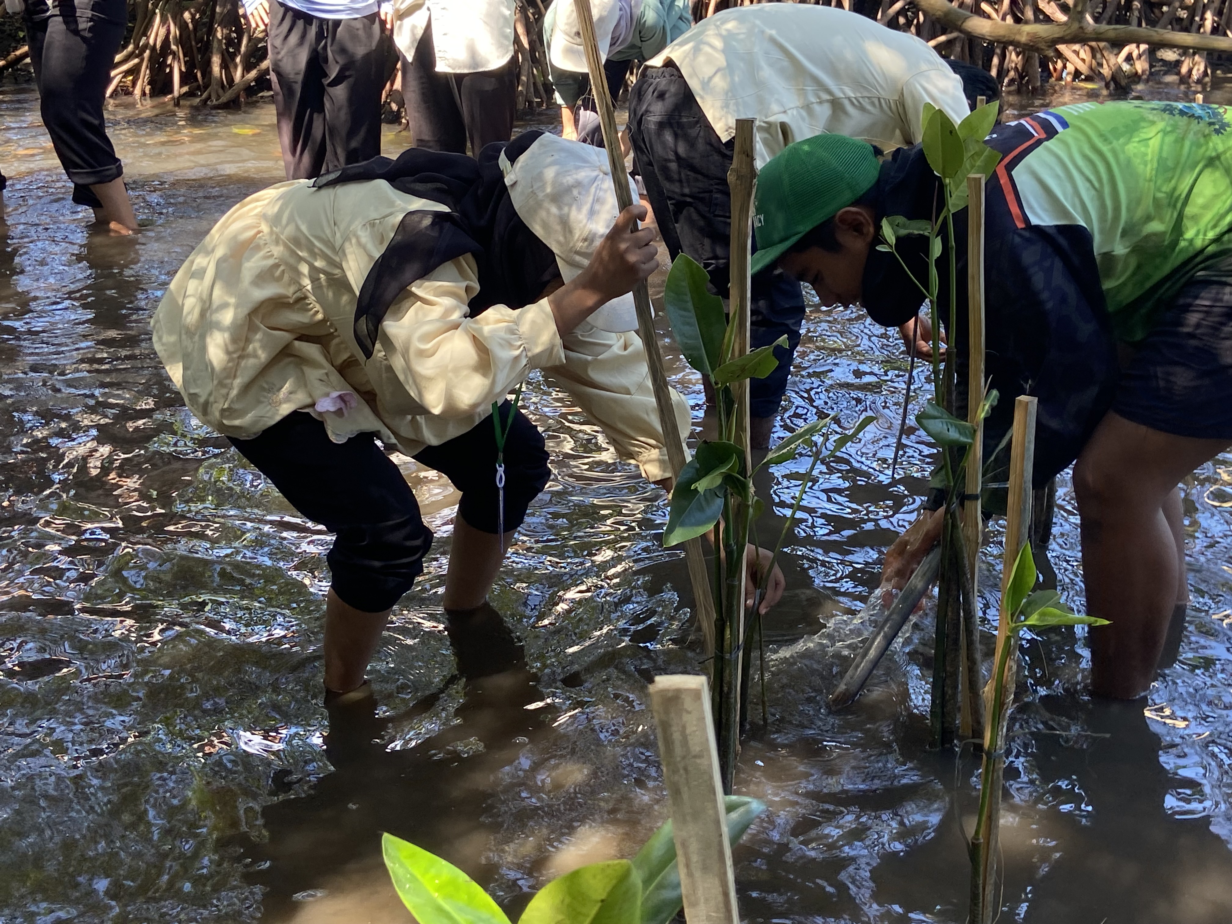 Kegiatan Penanaman Mangrove