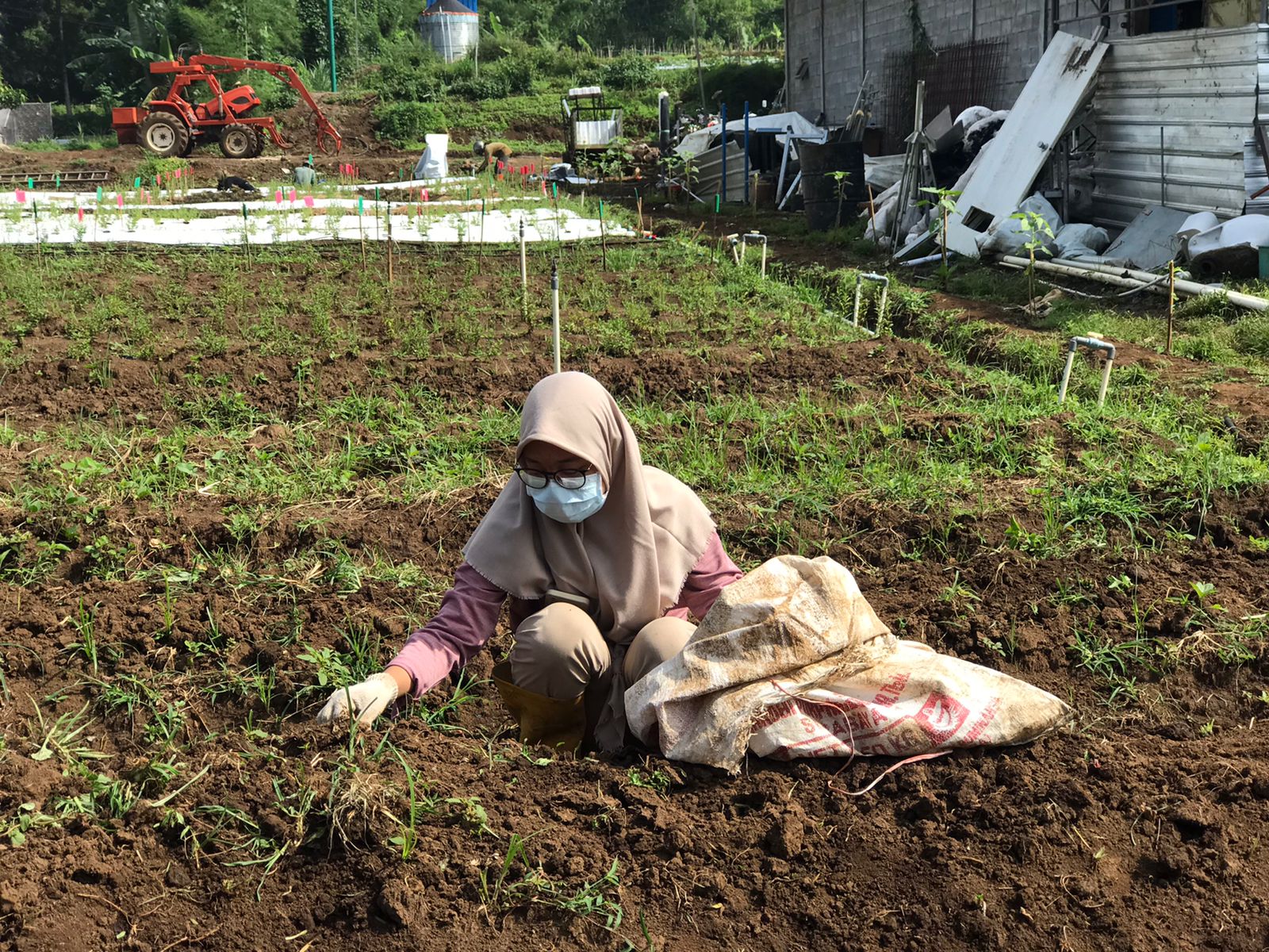 Sisi bertani yang jarang terekam kamera: jongkok di tengah bedengan, berkawan lumpur dan panas. Foto: Dokumentasi Pribadi