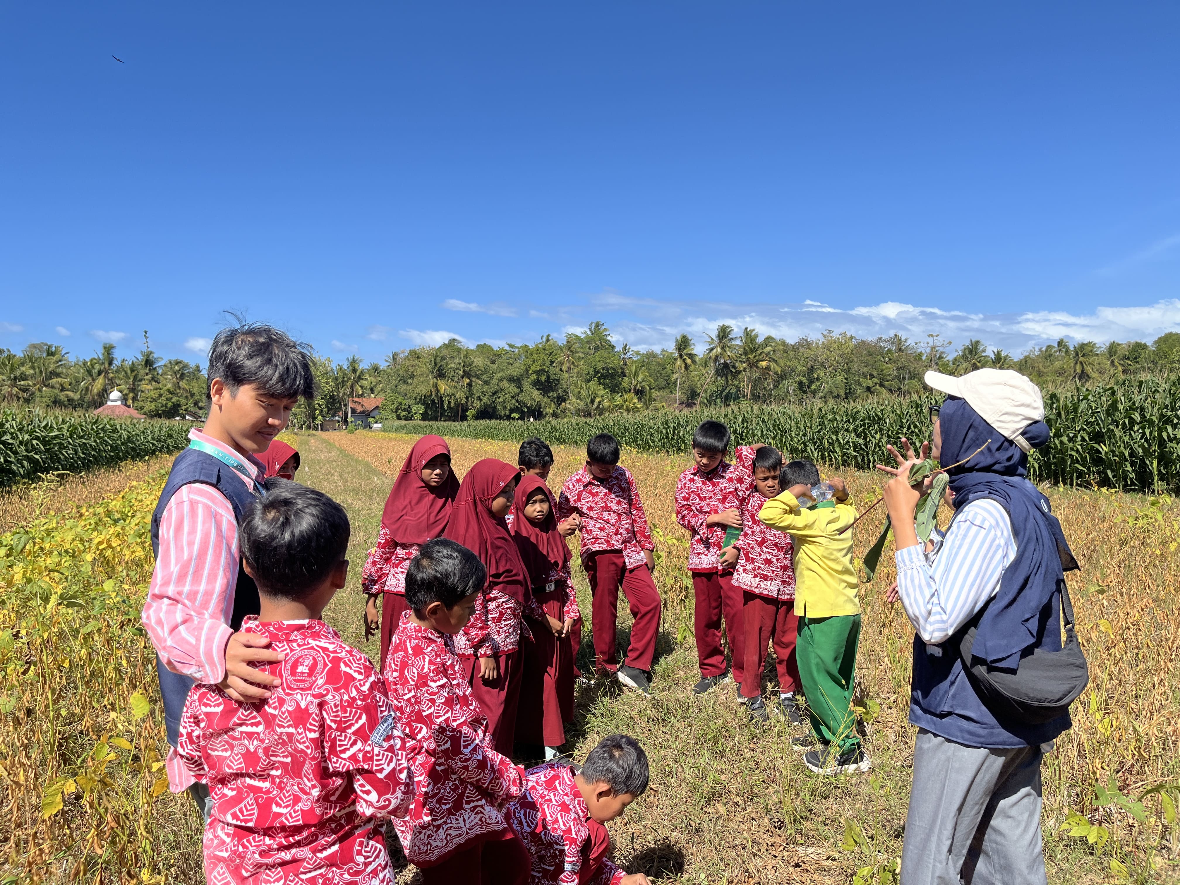 Kegiatan Belajar Struktur Tanaman dan Fotosintesis di Sawah
