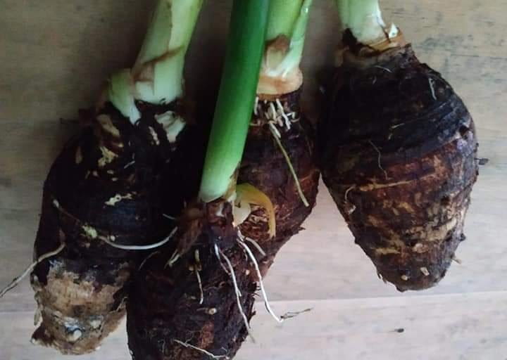 keladi, bahan utama pembuat keladi tumbuk | Foto: Vinolia/ Mongabay Indonesia