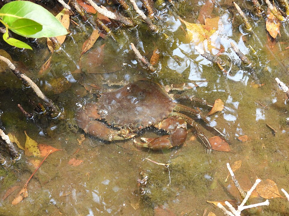 kepiting karaka, karaka, makanan khas papua