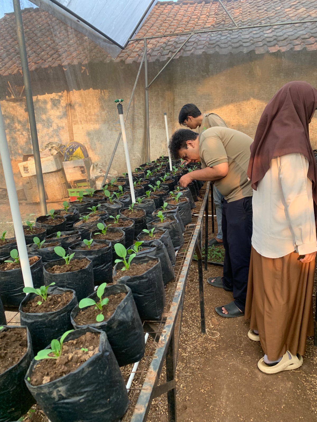 Greenhouse setelah revitalisasi (Sumber: Dokumentasi Pribadi)
