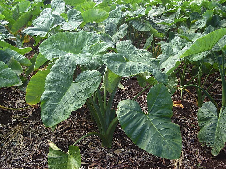 Tanaman kimpul (Xanthosoma sagittifolium) Foto: Tauʻolunga/Wikimedia Commons (CC BY-SA 2.5)