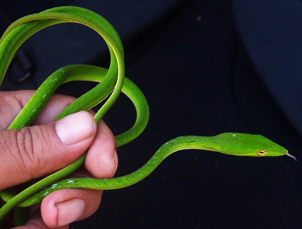 Ular Pucuk (Ahaetulla prasina): Makanan dan Ciri Tubuhnya | Wikimedia Commons @W.A. Djatmiko