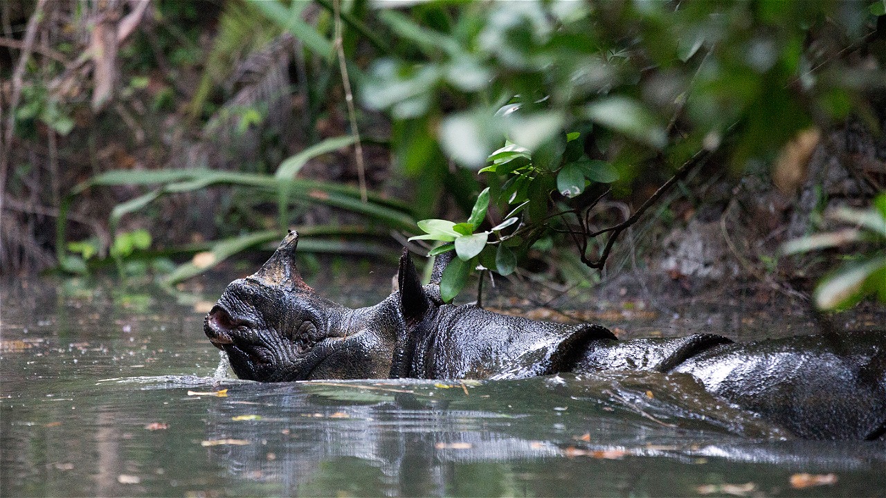 Badak Jawa dari Ujung Kulon, Spesies Hewan yang Dekati Kepunahan | WWF Indonesia