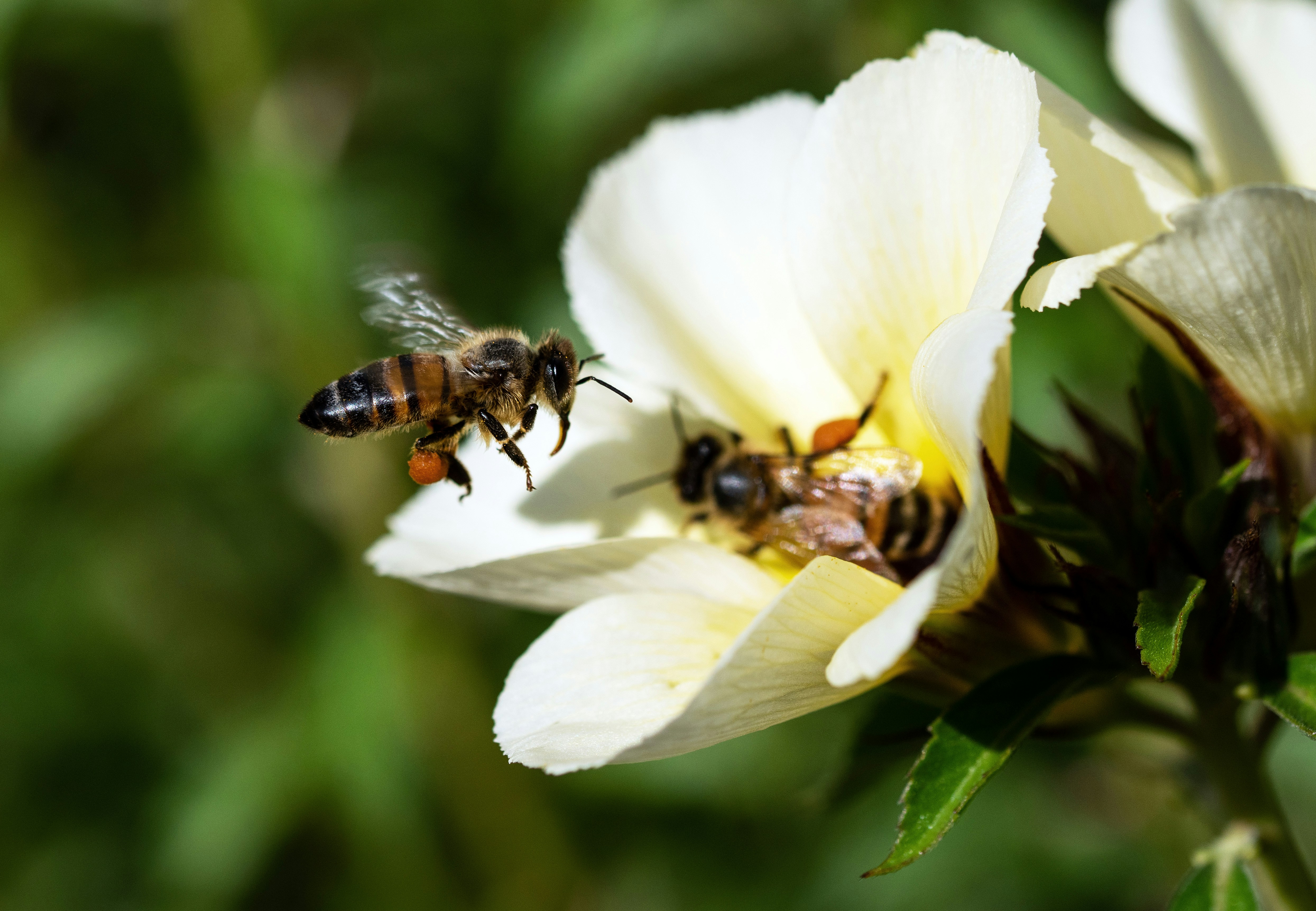 Lebah menjadi salah satu pengunjung bunga yang membantu proses penyerbukan. Foto: David Clode/Unsplash