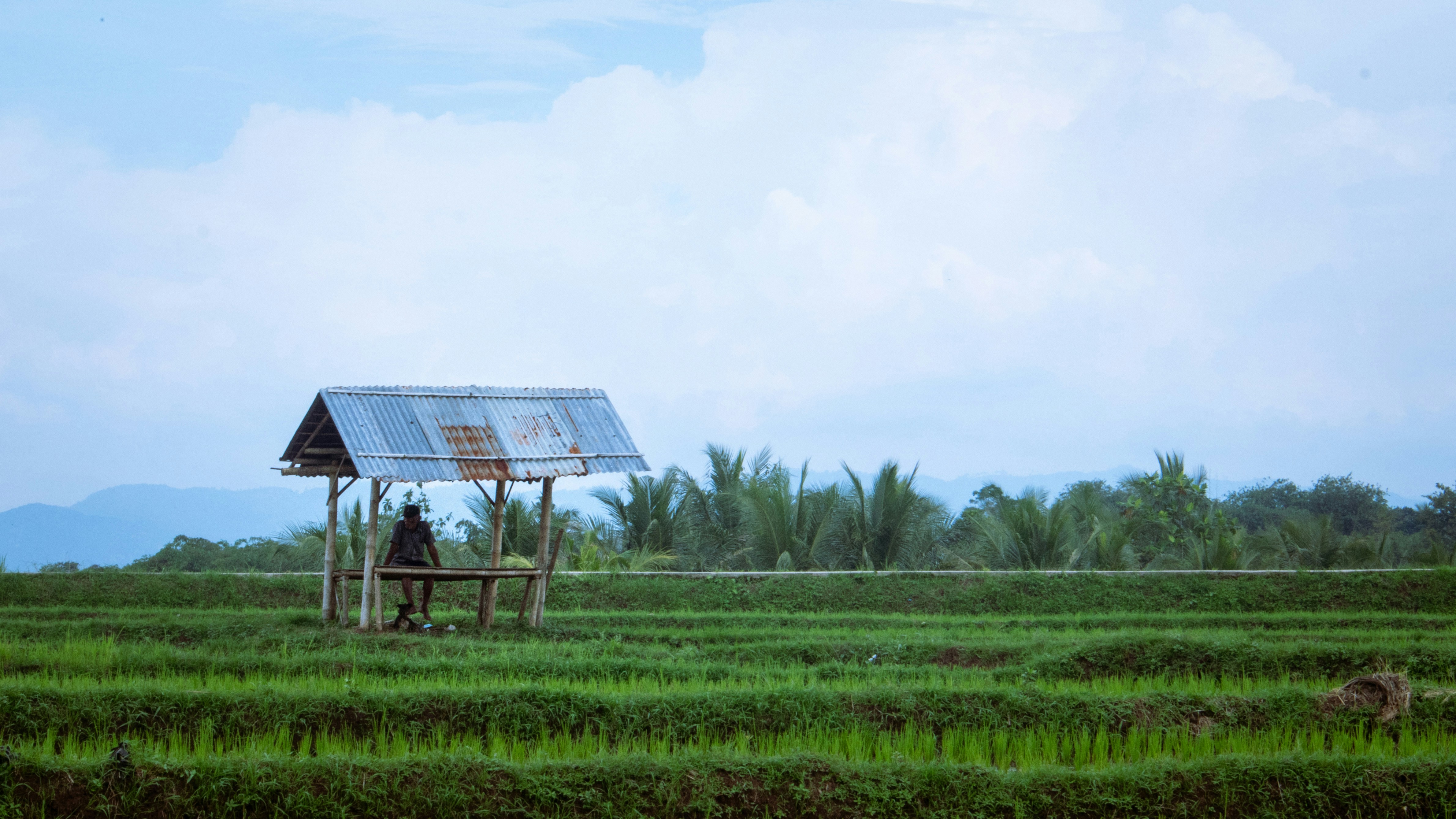 Gubuk kayu di tengah hamparan sawah, salah satu titik favorit untuk sekadar duduk dan menikmati suasana pedesaan. Foto: Efsanjoi Siringoringo/Unsplash