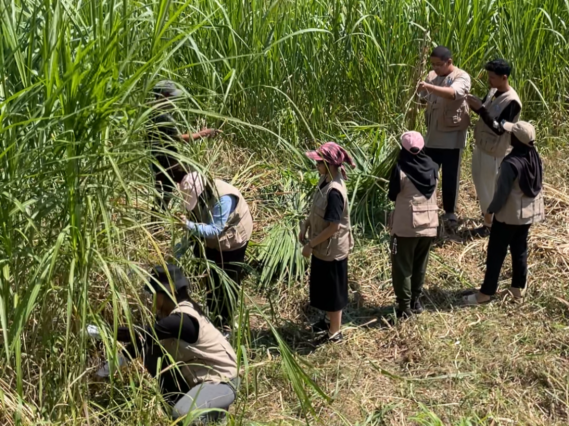 Mahasiswa KKNT mengumpulkan rumput gajah sebagai bagian dari persiapan pembuatan silase | Dokumentasi Pribadi