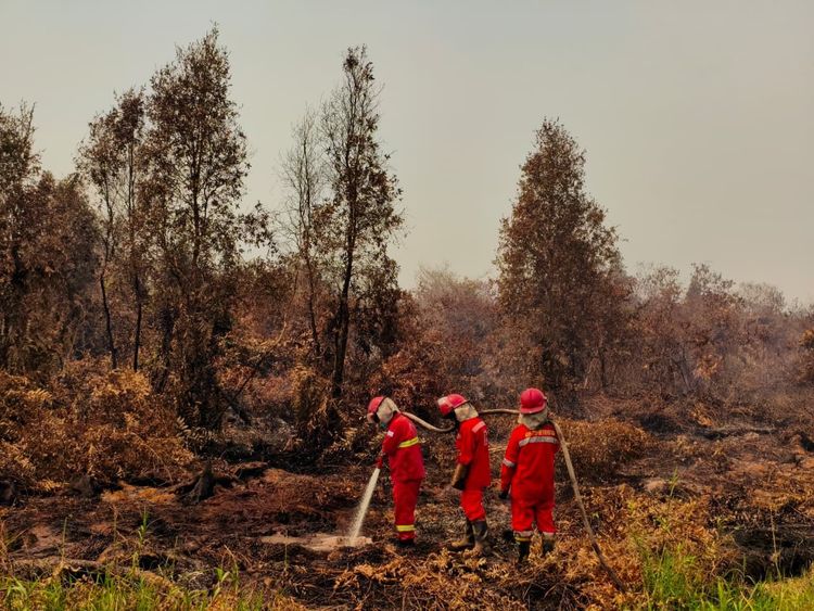 Kebakaran Hutan, Salah Satu Penyebab Terancamnya Populasi Sempidan Biru