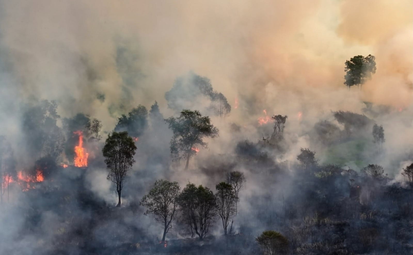 Kebakaran Lahan di Palembang
