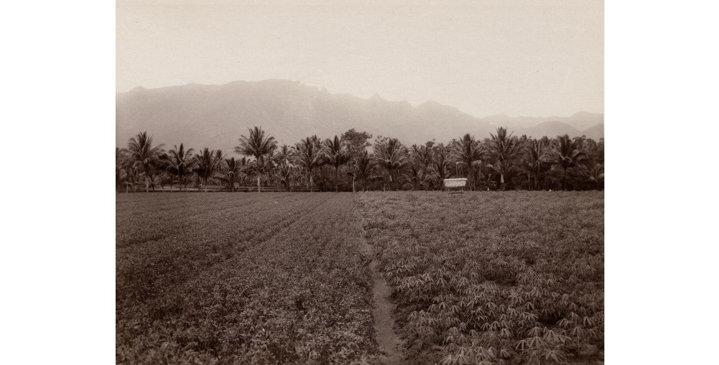 Kebun singkong muda di Jawa Barat dengan latar pepohonan kelapa dan pegunungan, sekitar tahun 1920.