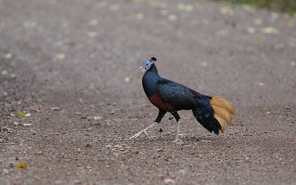 Sempidan Biru atau Lophura Ignita, Burung dengan Status Vulnerable dari Hutan Borneo
