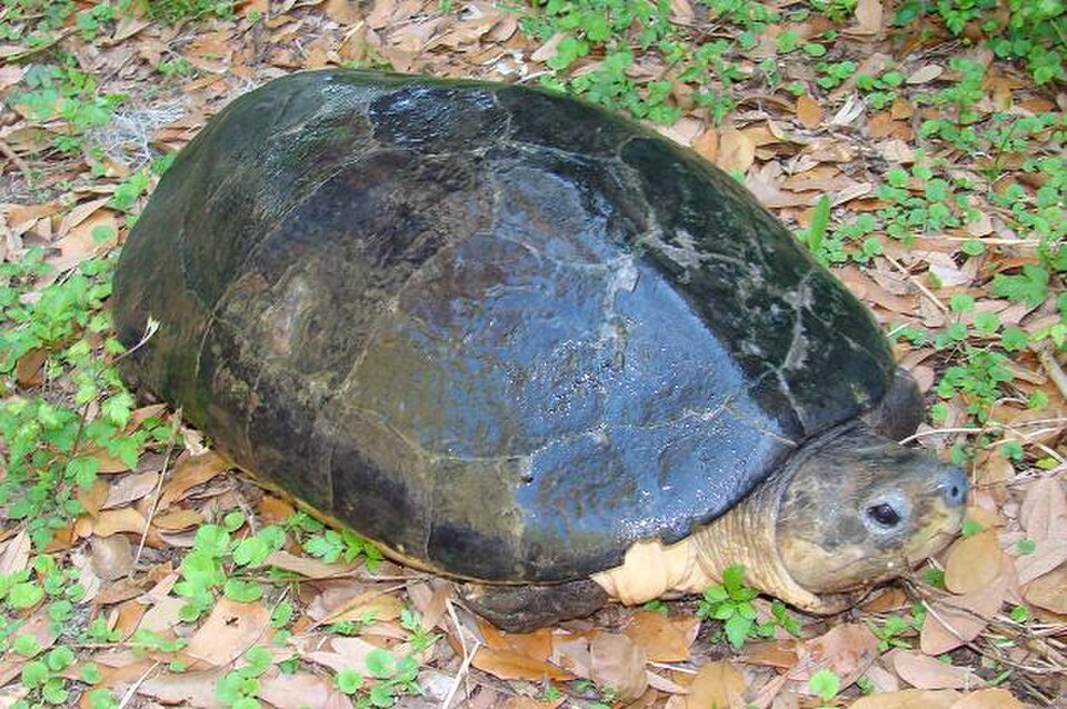 kura kura, kura kura byuku, Orlitia borneensis, bajuku