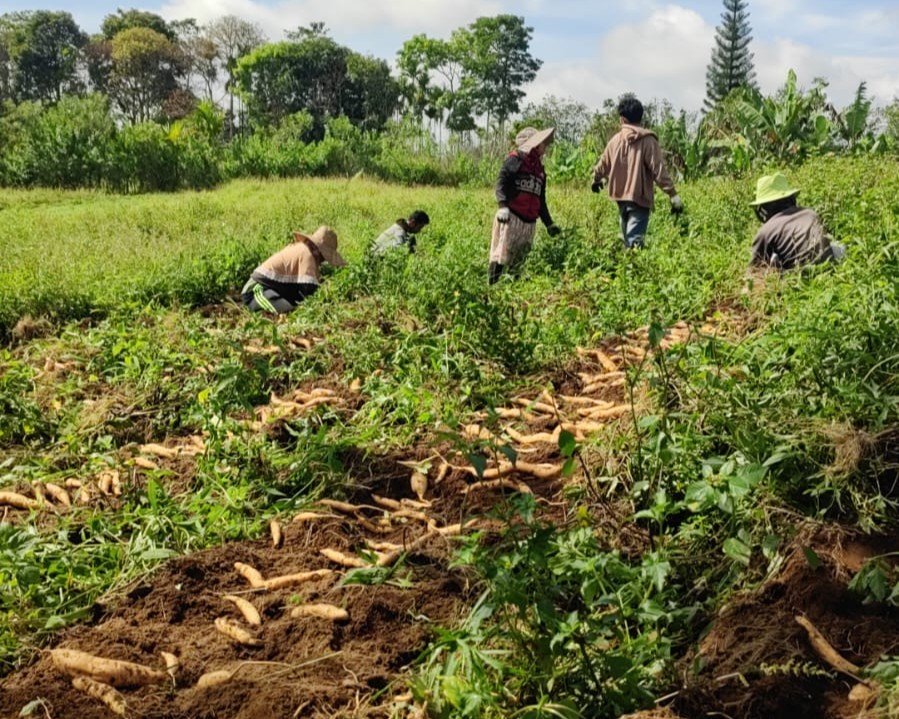 Petani di Kabupaten Karo melaksanakan panen Ubi Cilembu. (Dok: pribadi)