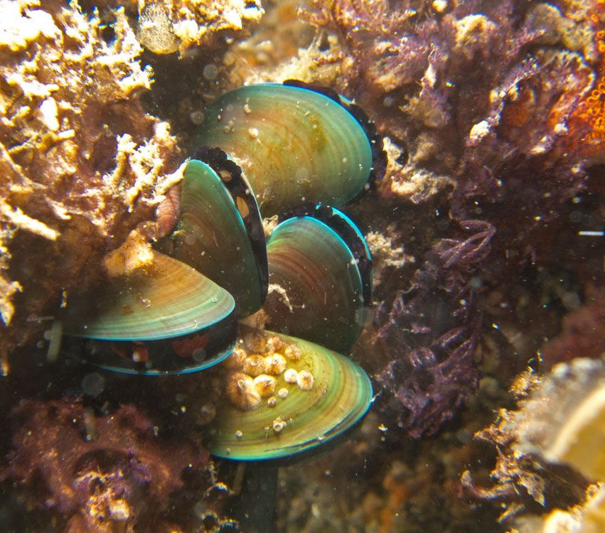 Gambar Kerang Hijau/Perna viridis | Foto: Wikimedia Commons | Pengarang: Chaloklum Diving
