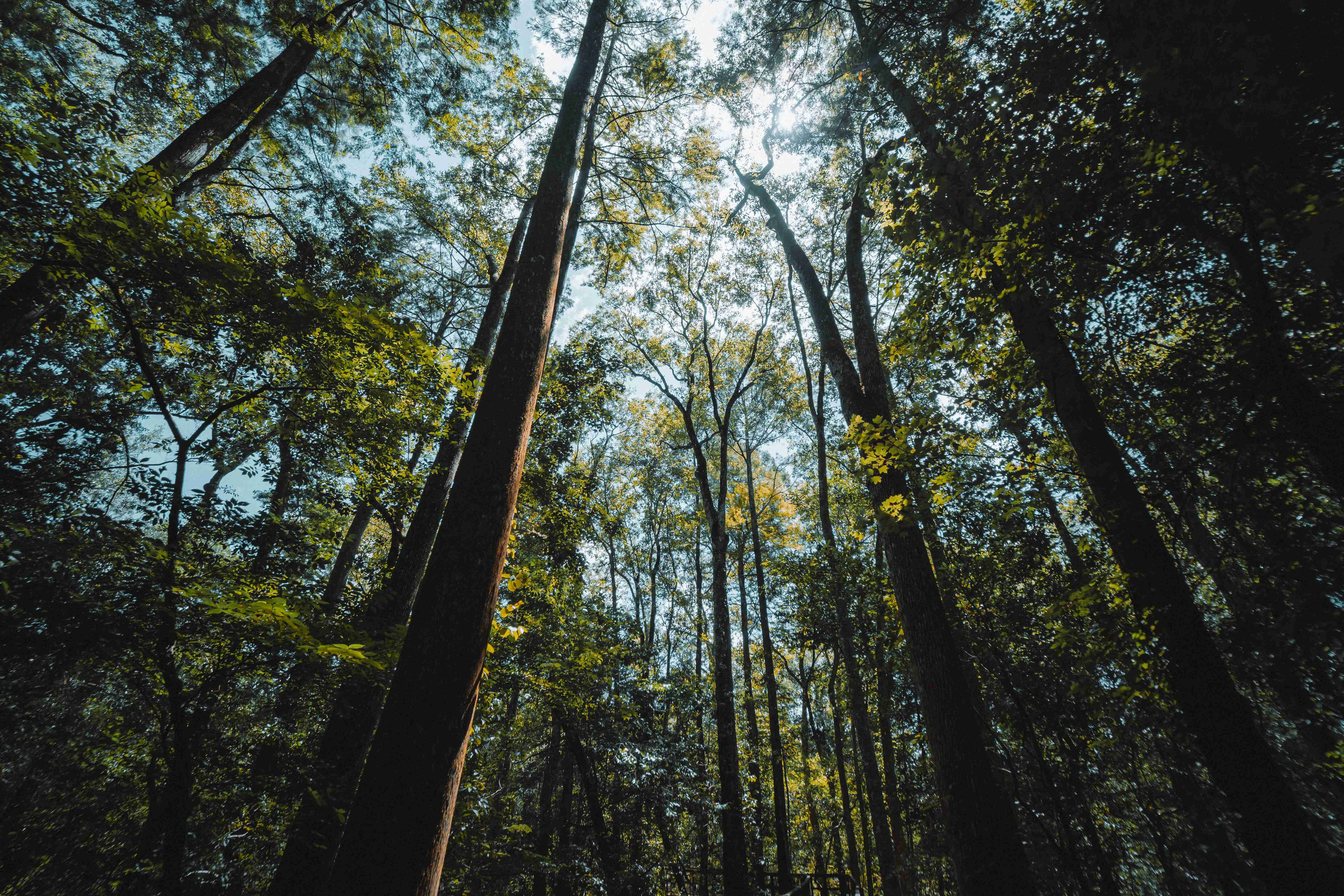 Pexels | Roberto Lee Cortes