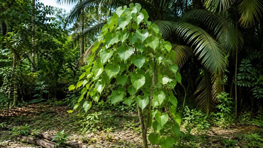 pohon gembili.png Pohon gembili merambat di pohon lain yang lebih besar. Foto: Fabian S.R.