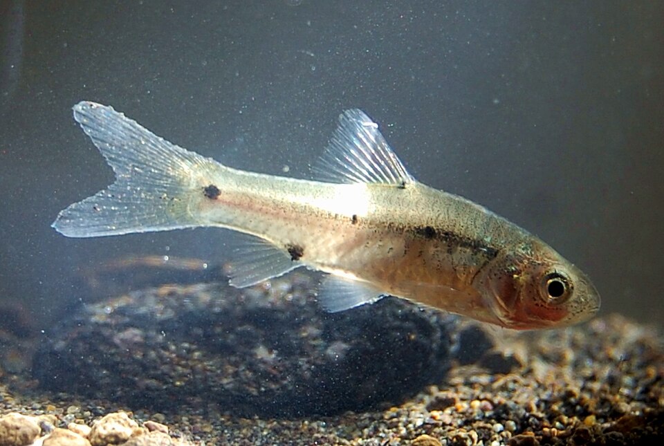 ikan, ikan wader, wader, wader cakul, ikan wader cakul
