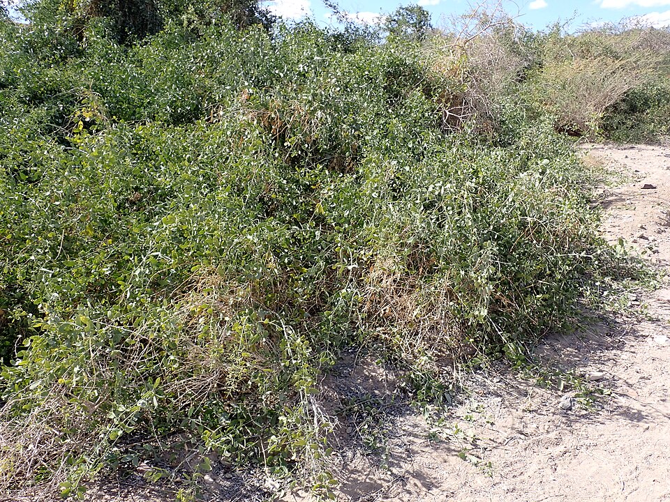 Salvadora persica atau pohon arak, bahan utama siwak | Wikimedia Commons | Kenraiz