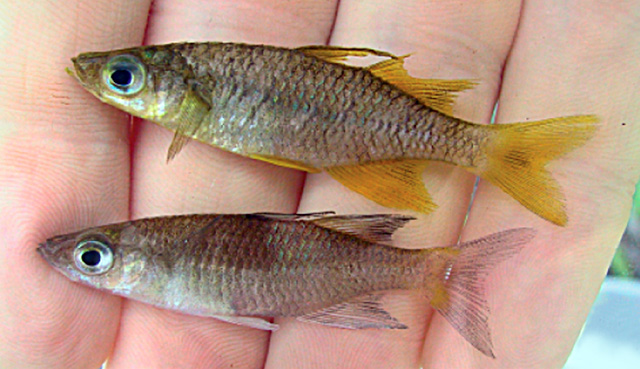 Contoh Spesies Telmatherina opudi, Ikan Endemik Danau Matano di Sulawesi | Herder et al dan Fishbase