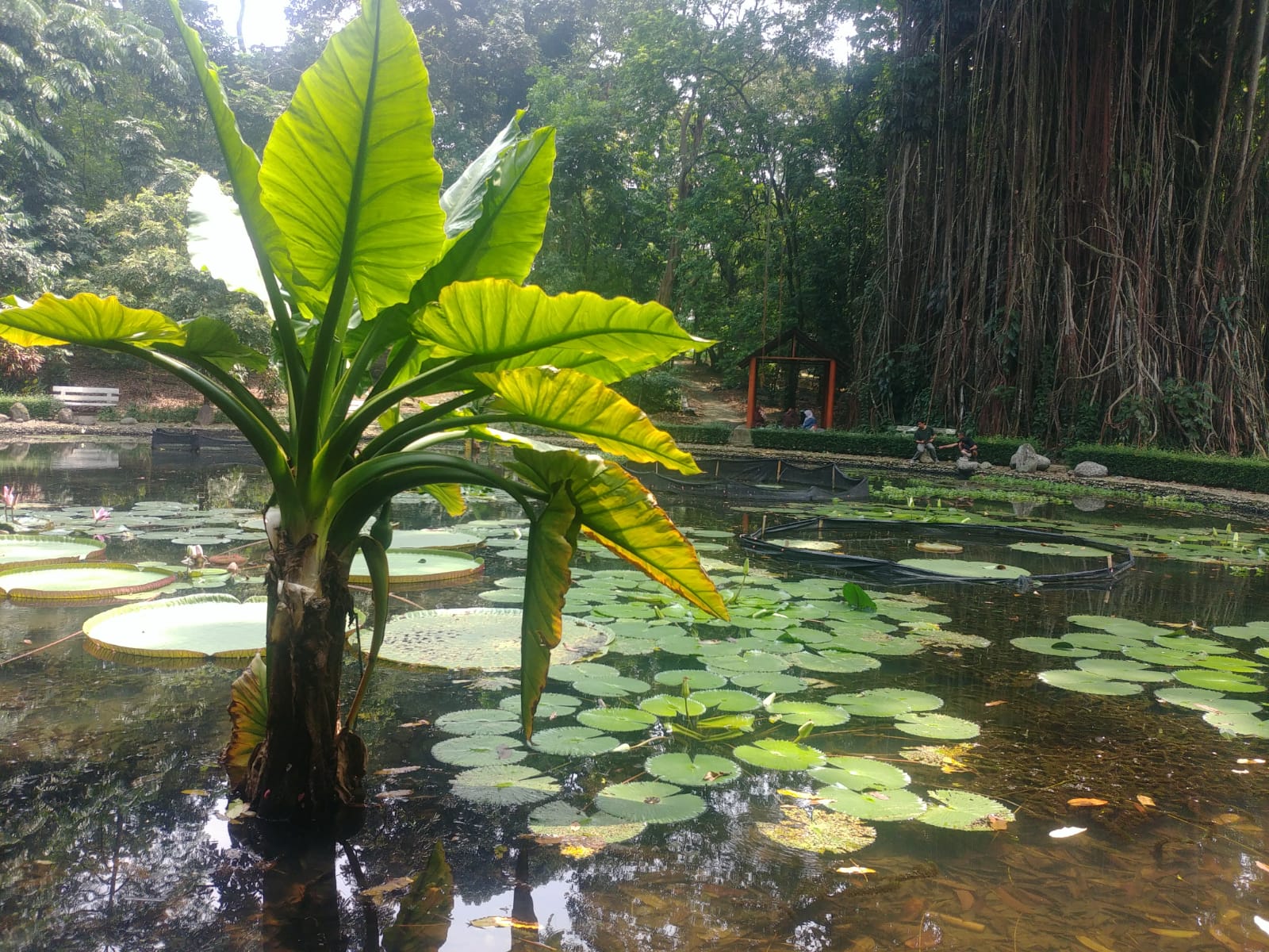 Teratai dari Amazon. Foto: Fabian S.R.