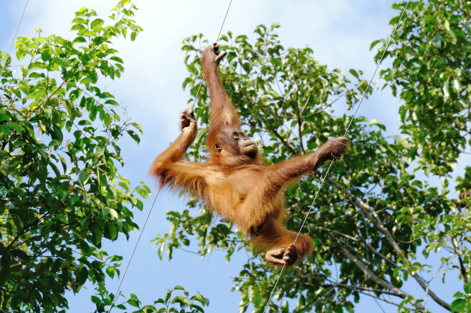 Orang Utan