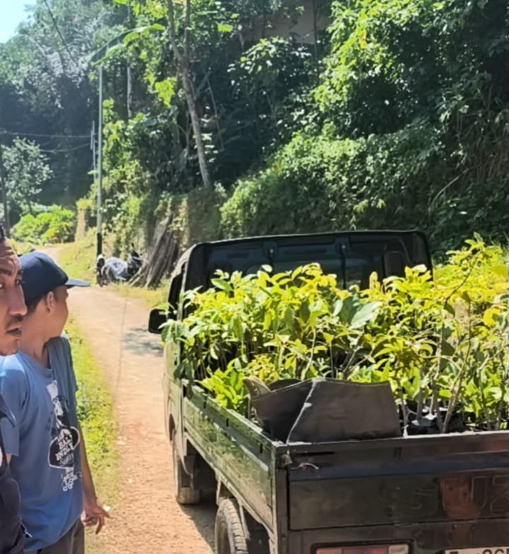 Bibit Kopi/Alpukat