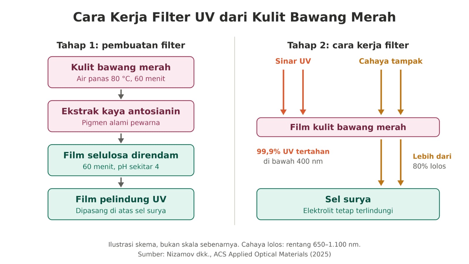 Ilustrasi cara kerja filter UV dari Kulit Bawang Merah