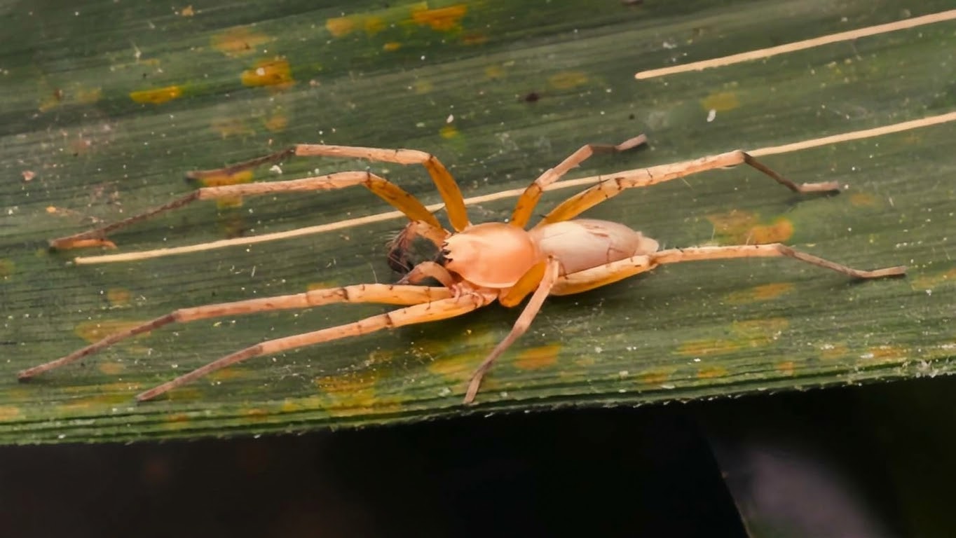 1791893529790.jpg.jpeg Ghost Spider | Spesimen hidup Rathalos inagami, laba-laba jantan | Foto: Jurnal Dhiya’ulhaq & Dwikelana
