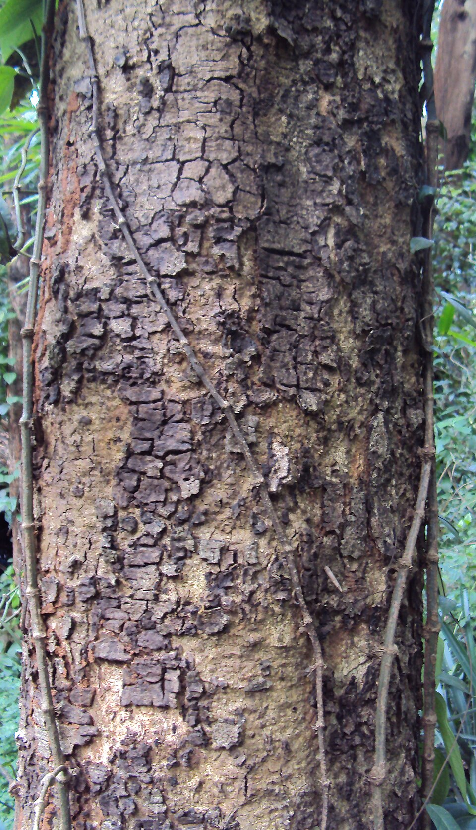 Batang Pohon Sengon (Albizia Chinensis) | Sumber: Wikimedia Commons @Vinayaraj