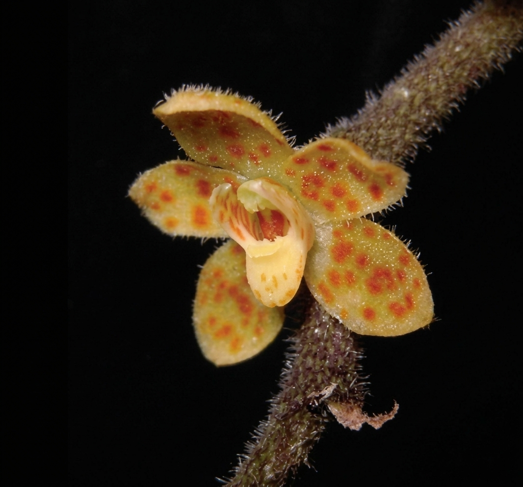 Ciri Khas Anggrek Tanpa Daun Chiloschista tjiasmantoi Metusala, Bunganya Kuning Cerah! | Foto: Destario Metusala, resolusi ditingkatkan menggunakan Gemini
