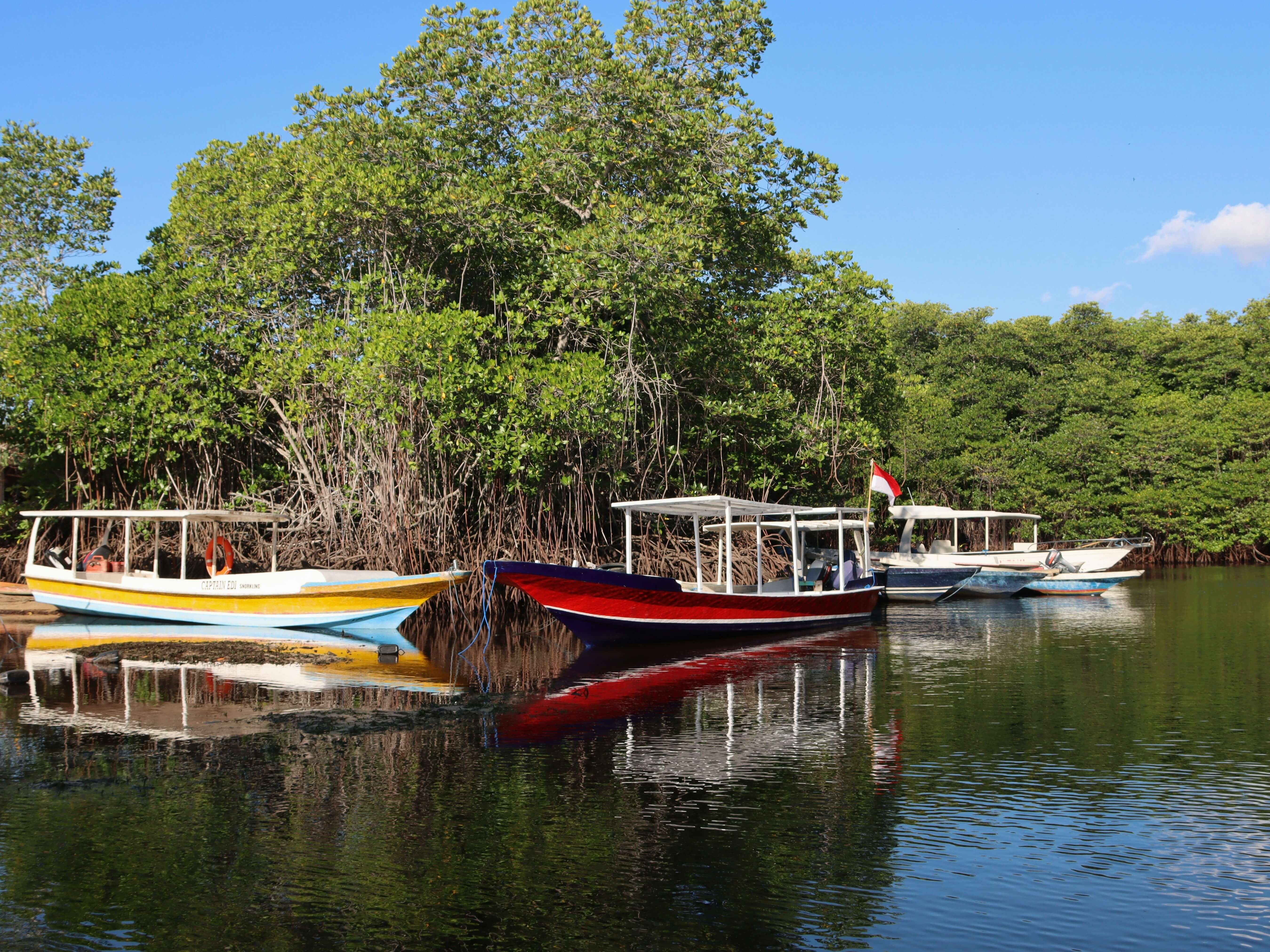 Perbandingan Laju Penyerapan Karbon: Hutan Tropis vs Hutan Mangrove