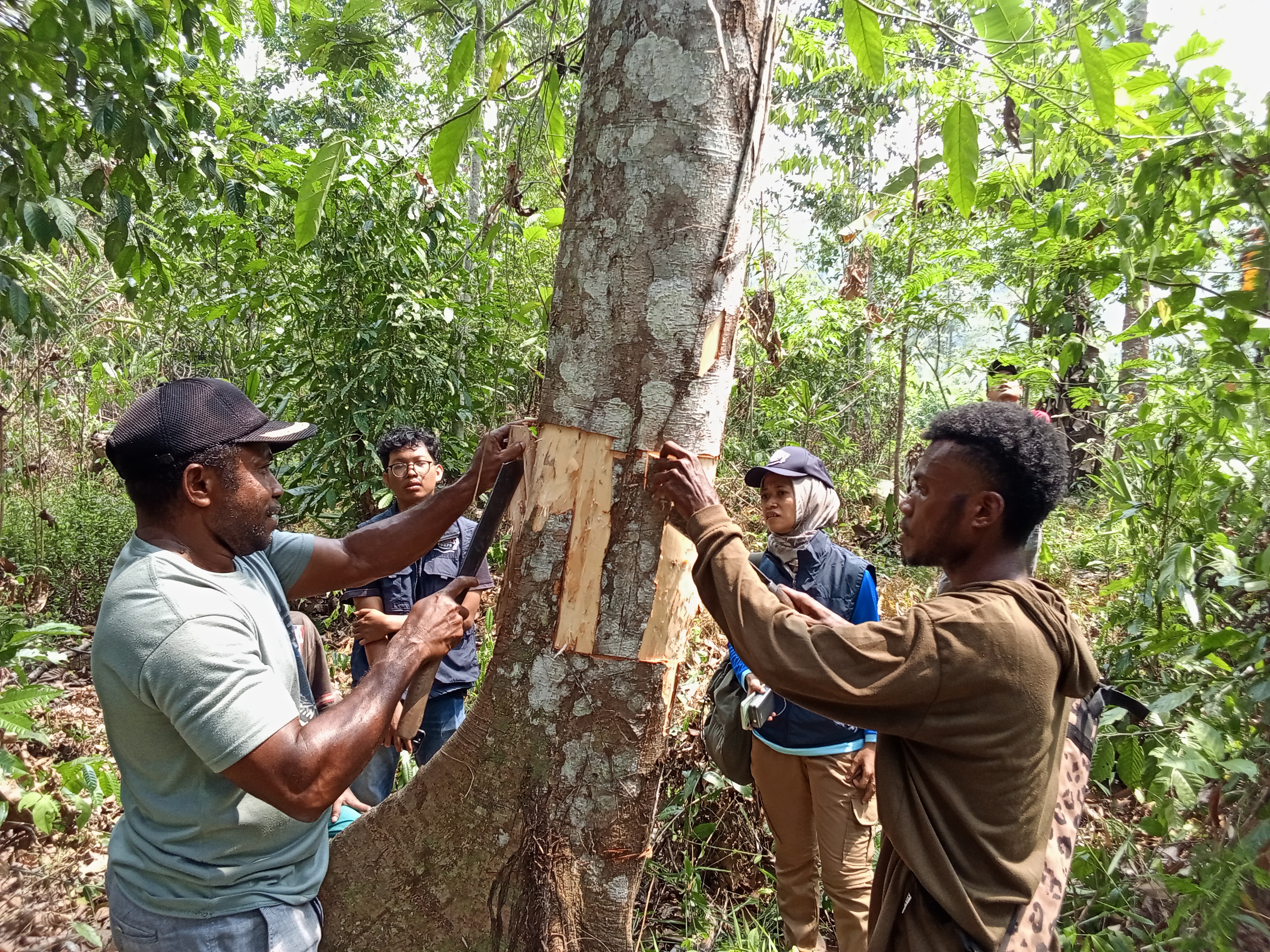 Tim 20 TEP UI Observasi Pengambilan Kayu Lawang di Hutan Kampung Werabur Papua Barat oleh Muhammad Reza