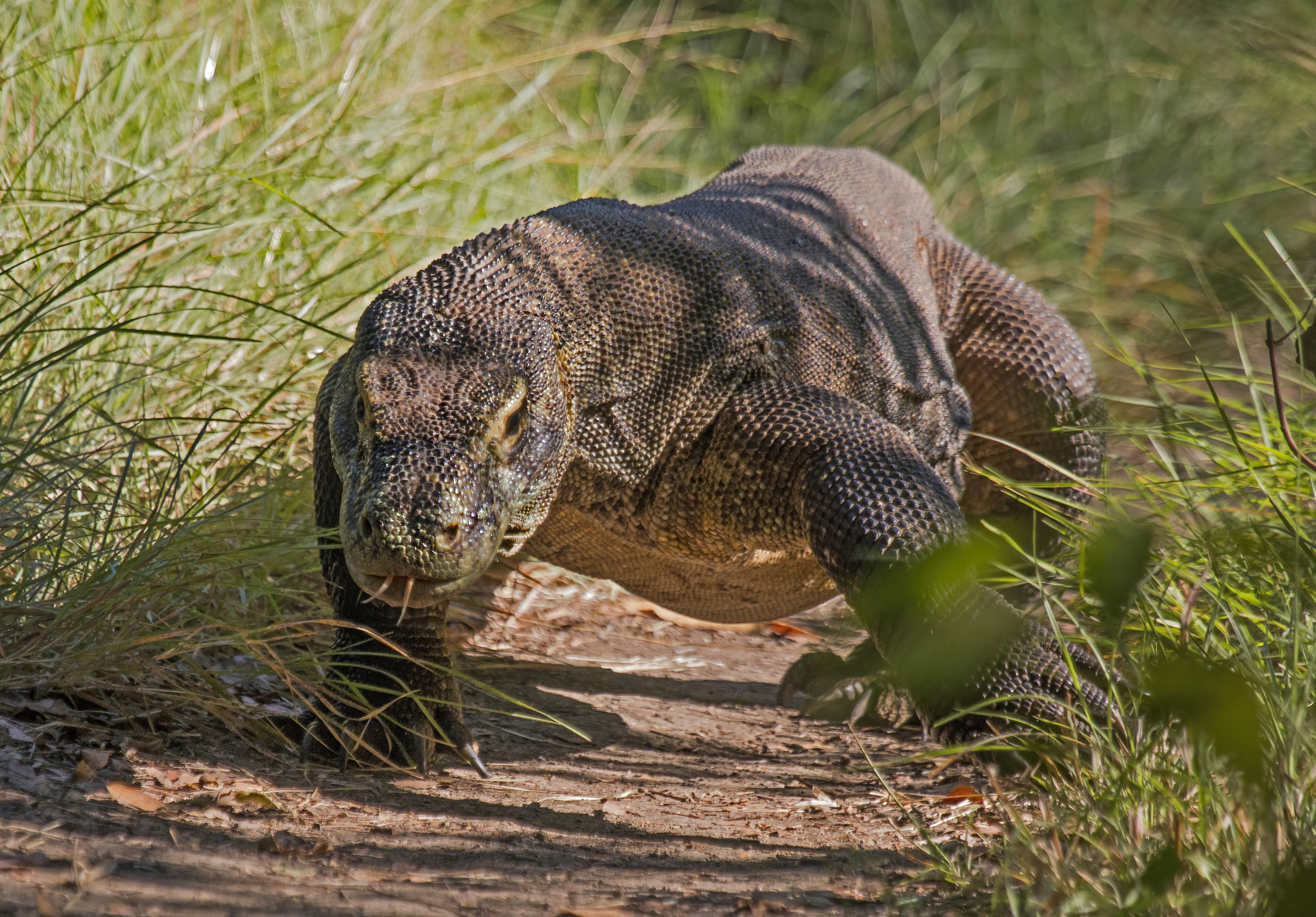 Komodo dragon (Varanus komodoensis), Rinca, Komodo National Park, Indonesia | Wikimedia Commons | Karya: Charles J. Sharp