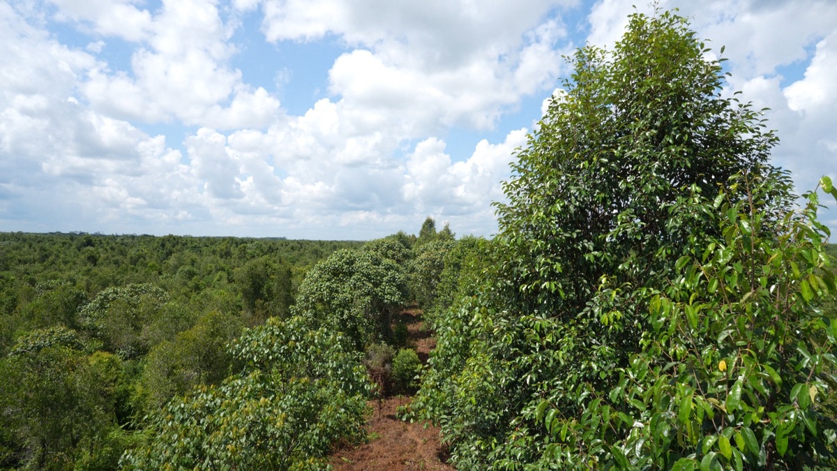 Pohon Balangeran