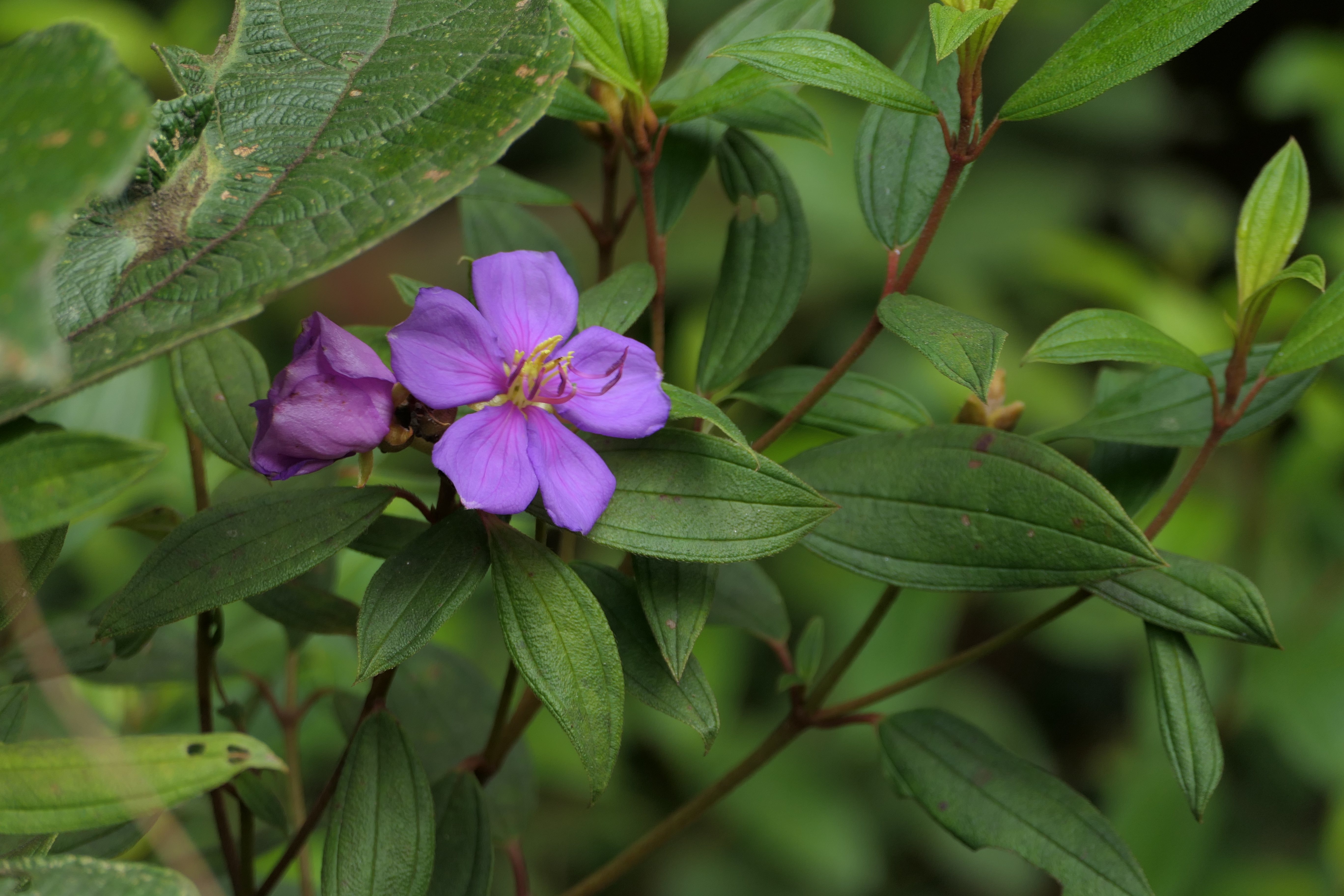 Melastoma malabathricum | Karya: Dinesh Valke from Thane, India