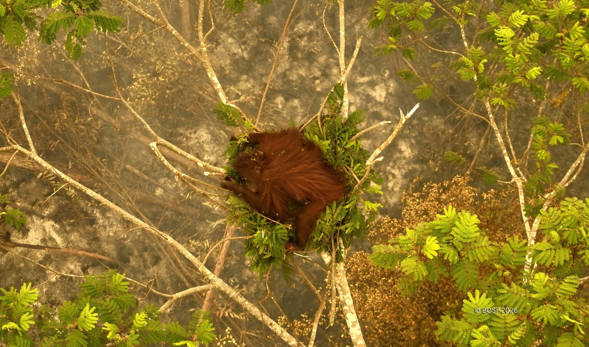 Mengapa Kita Perlu Melestarikan Hutan? Karena Hidup Kita Bergantung Padanya | BOSF
