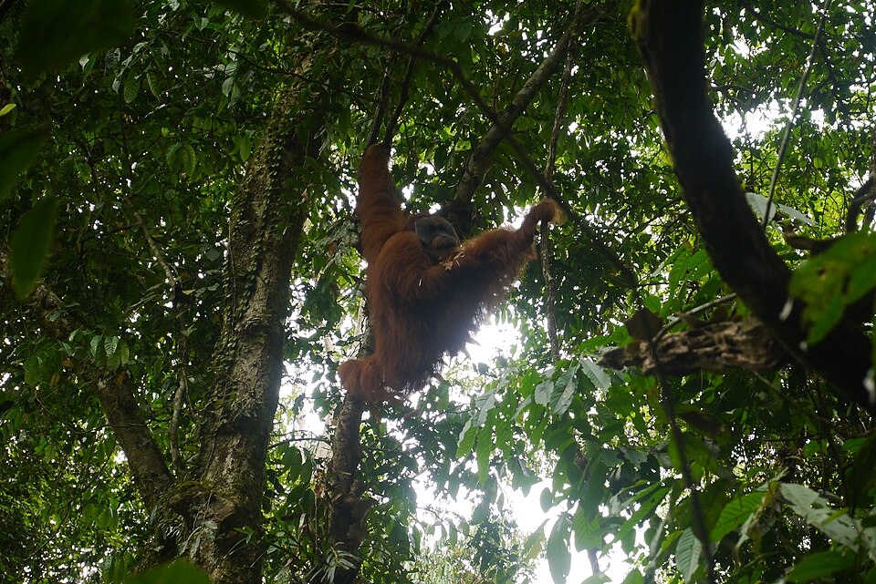 hutan hujan, hutan hujan tropis, hutan hujan kalimantan, hutan hujan di kalimantan, hutan kalimantan, hutan hujan tropis Indonesia