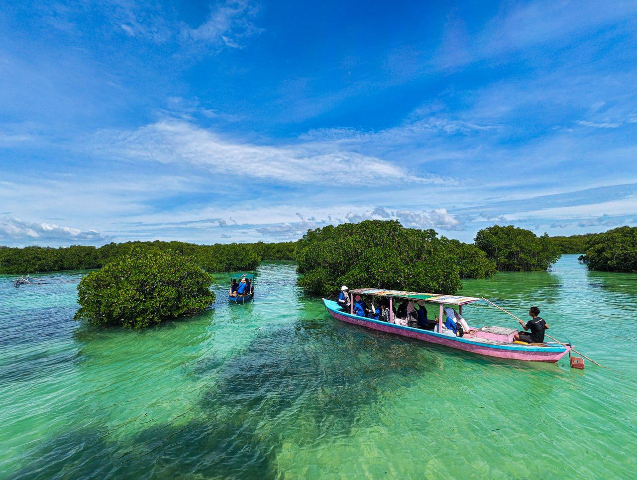 hutan mangrove, maafaat karbon biru, karbon biru, blue carbon Indonesia